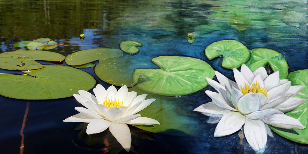Watercolor painting –  Waterlilies in the&nbsp;day