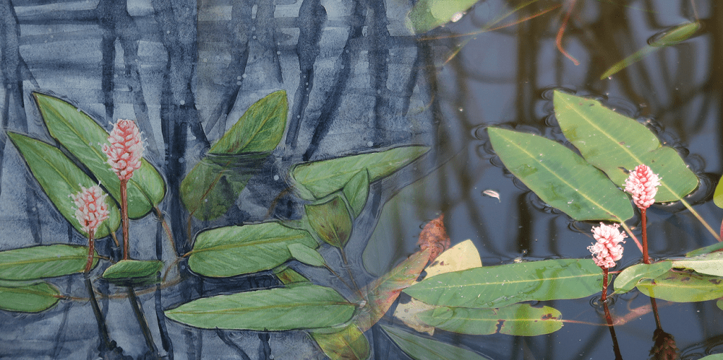 Watercolor painting – water knotweed