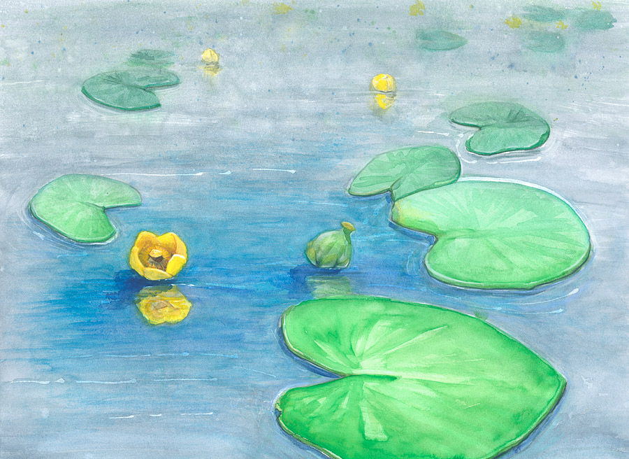 yellow pond-lily water color painting