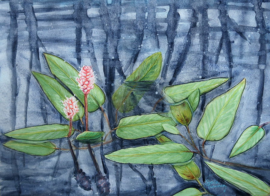 Knotweed water color painting