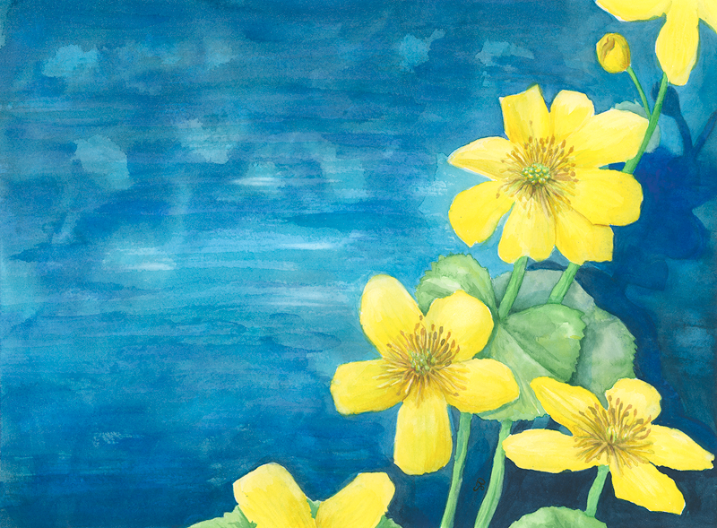 Golden Marsh-marigold (2020)